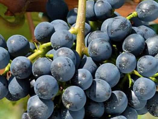 Grappes de raisin noir mûr avec gouttes de rosée sur les baies