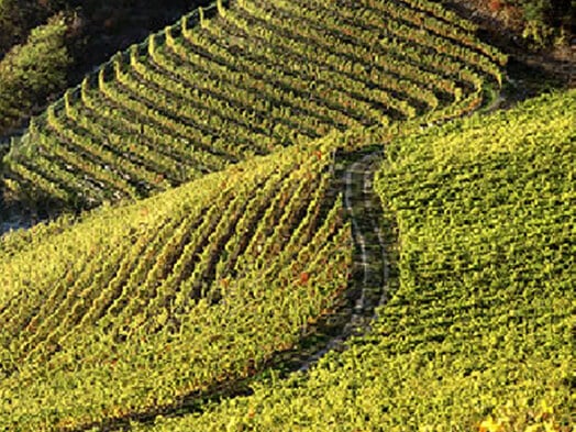 Vignes en rangs serrés sur des parcelles en terrasses pentues au soleil