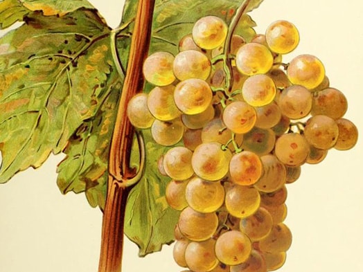 Viticulture fendant