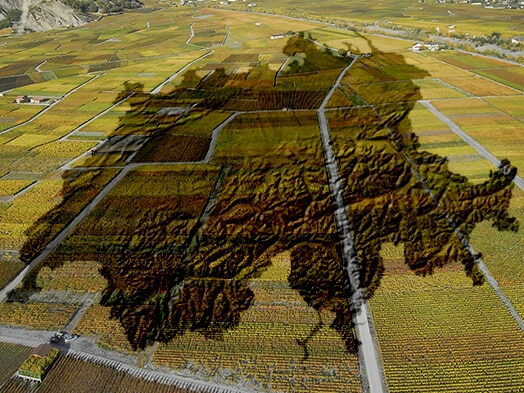 Viticulture vigne appenzell