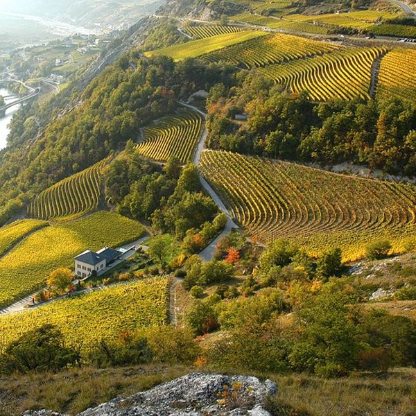 Savoir-faire vins Valais