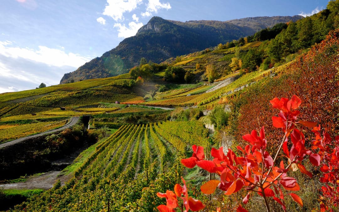 Domaine ardevaz