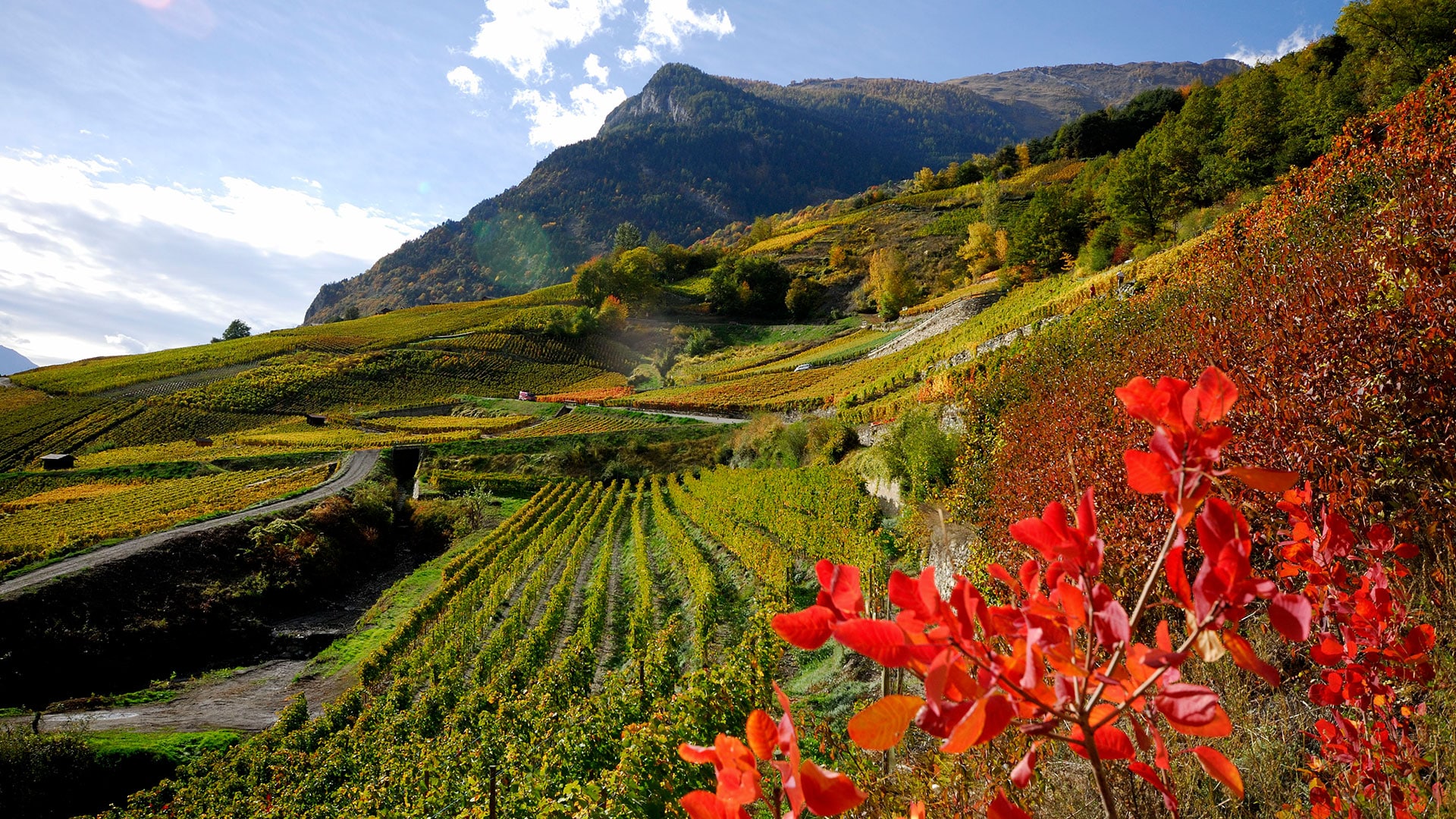 Domaine Ardévaz