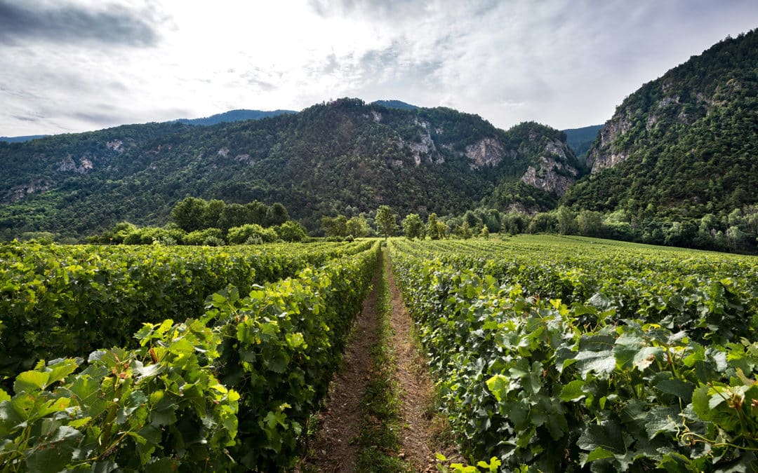 Domaine clos saint marcel