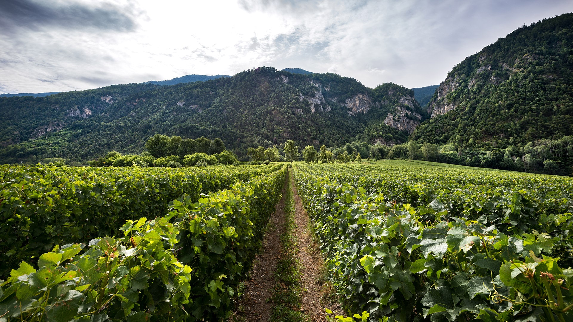 Domaine Clos Saint-Marcel