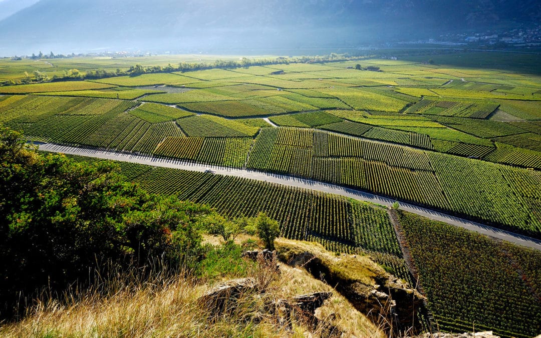 Domaine Montibeux