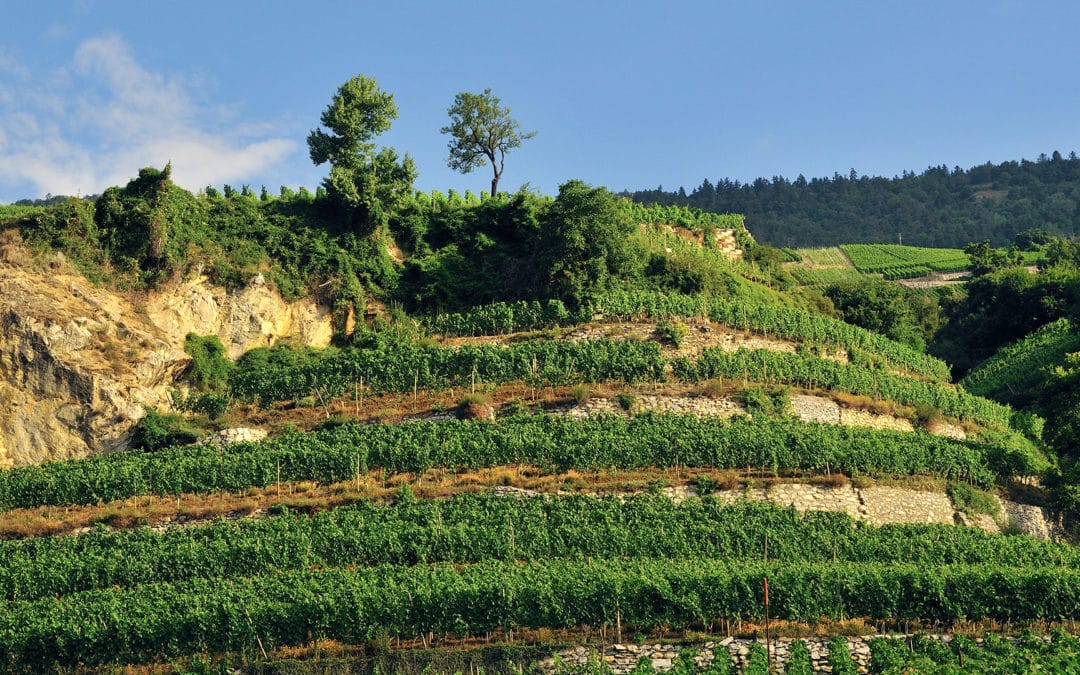 Domaine Prafalcon