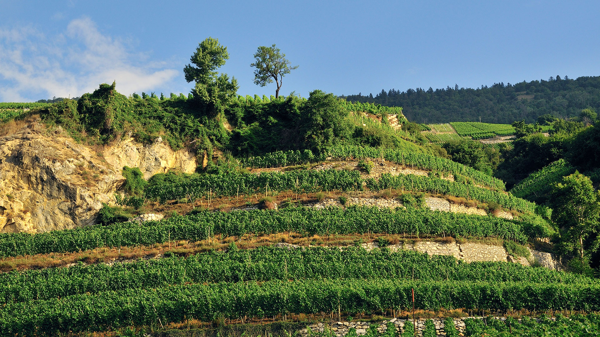 Domaine Prafalcon