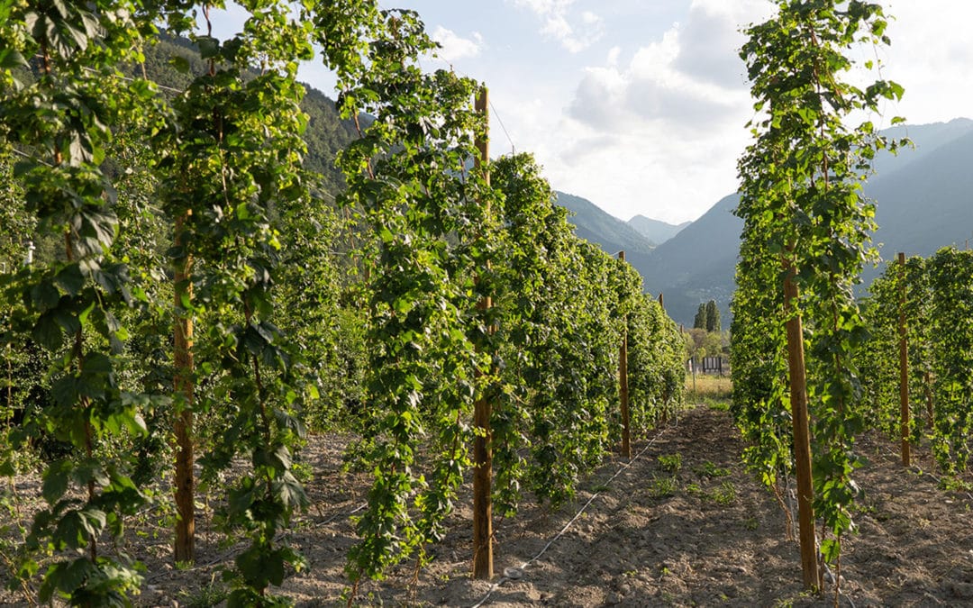Rangée de vignes en palissage avec montagnes valaisannes et ciel nuageux en arrière-plan