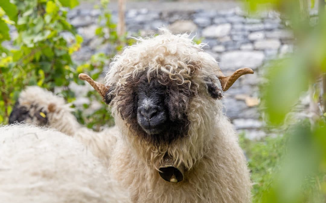Valais black-nosed sheep with curly two-tone fleece in a vineyard with a stone wall in the background